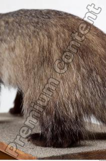 Badger body photo reference 0005